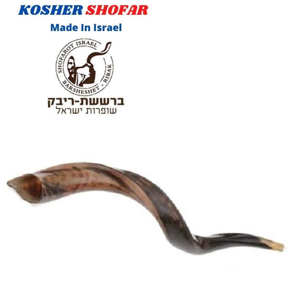 16-19 "natural auténtico Yemenite Kosher Kudu cuerno Shofar – judío Israel
