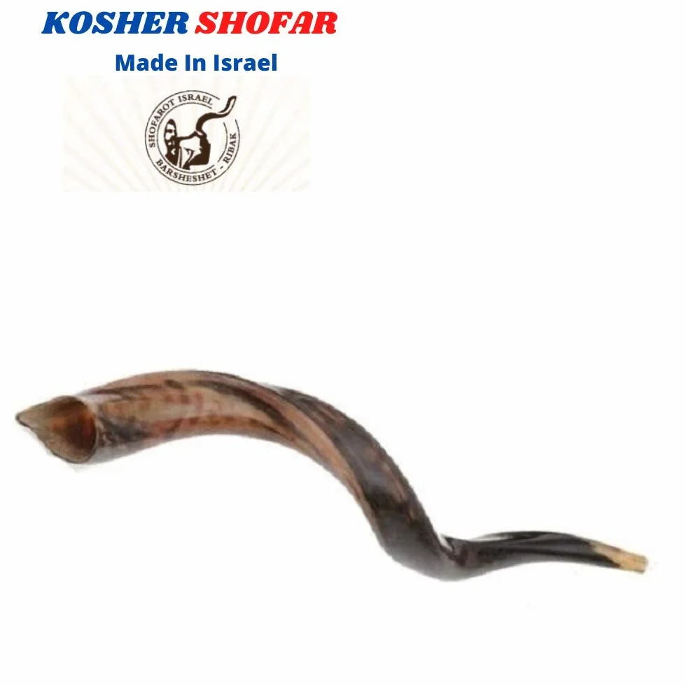 16-19 "natural auténtico Yemenite Kosher Kudu cuerno Shofar – judío Israel